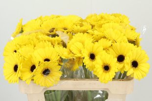 Germini - Yellow