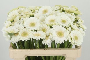 Germini - White - 10 stems