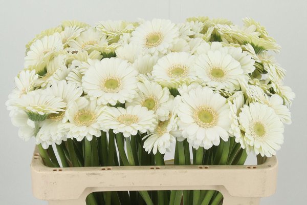 Germini - White - 10 stems
