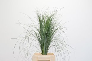 Beargrass
