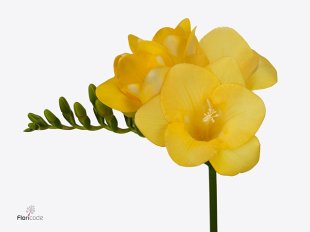 Freesia - Yellow