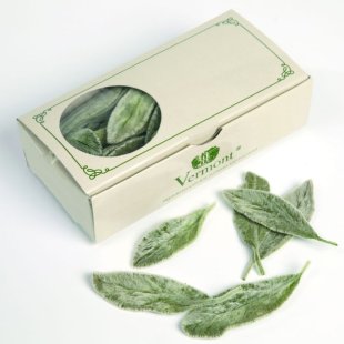 Stachys Leaves