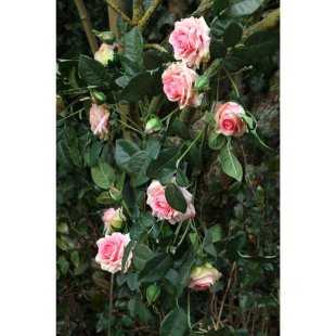 Artificial - Rose Garland - Pink