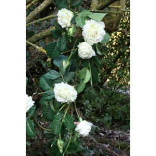 Artificial - Rose Garland - White