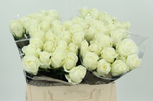 White Rose - 10 stems