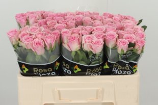 Rose - Pink - 10 stems