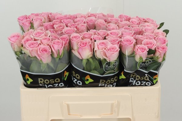 Rose - Pink - 10 stems