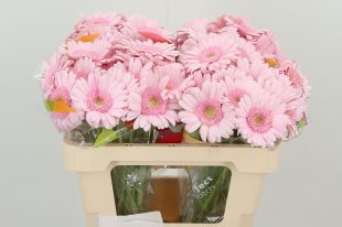 Germini - Pink - 10 stems