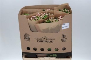 Bouvardia - Pale Pink