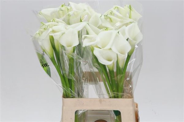 Calla Lily - White