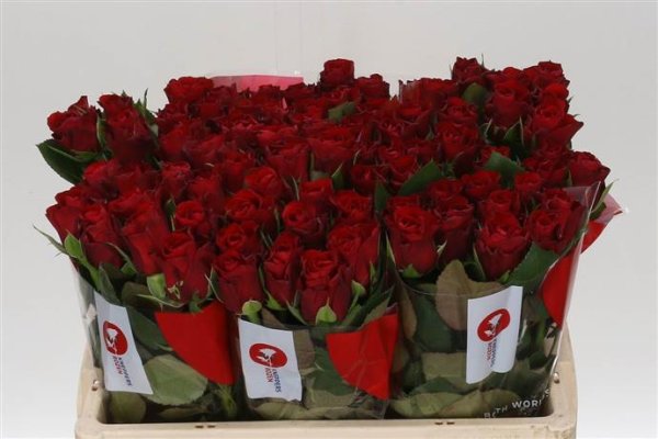 Rose Rose