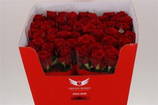 Rose - Red Eagle - Red