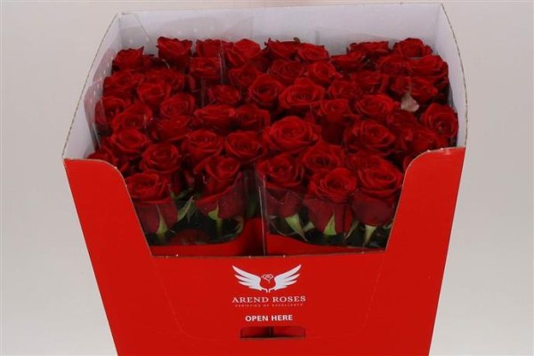 Rose - Red Eagle - Red
