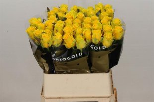 Rose - Penny Lane - Yellow
