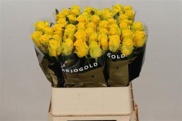 Rose - Penny Lane - Yellow