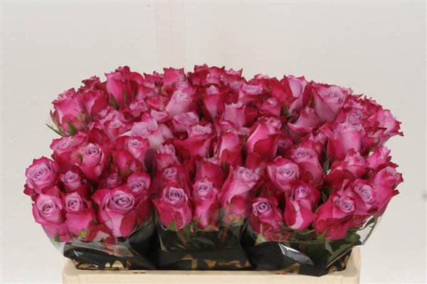Rose - Deep Purple - Purple