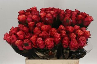 Rose - Bogart - Orange/Red
