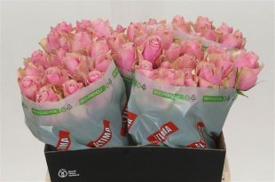 Rose - Athena - Pink