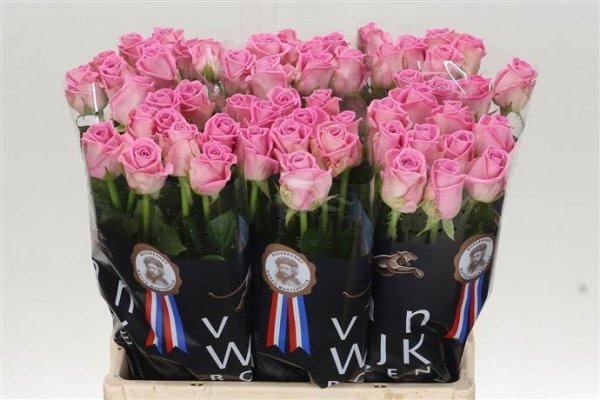 Roses Roses