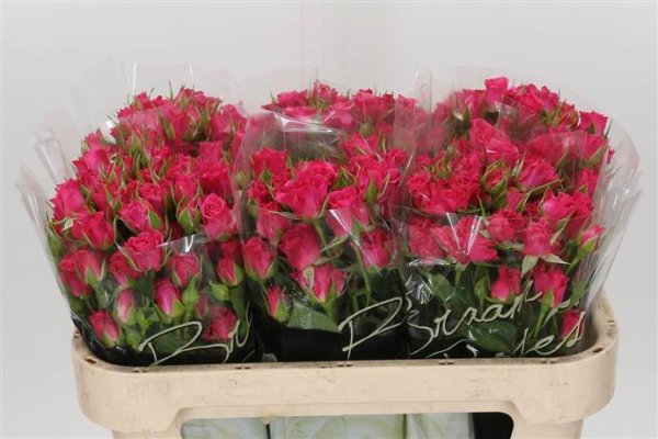 Spray Rose - Cerise