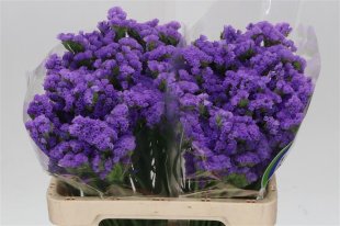 Limonium (Statice) - Purple