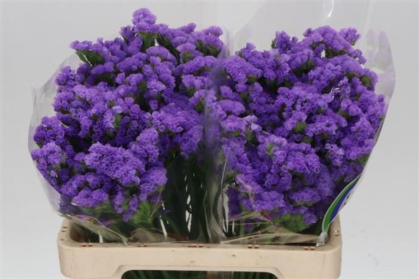 Limonium (Statice) - Purple