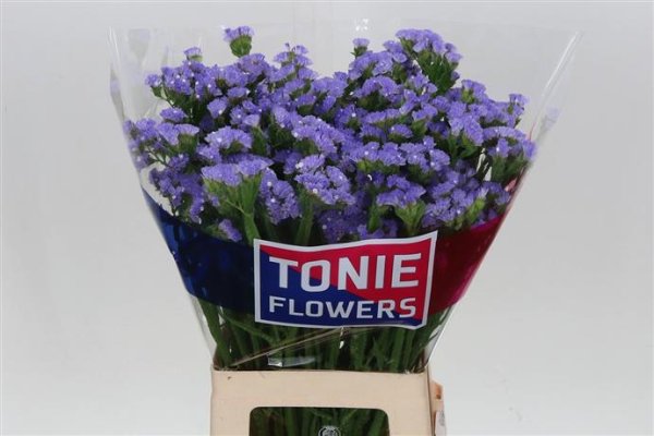 Limonium (Statice) - Lilac
