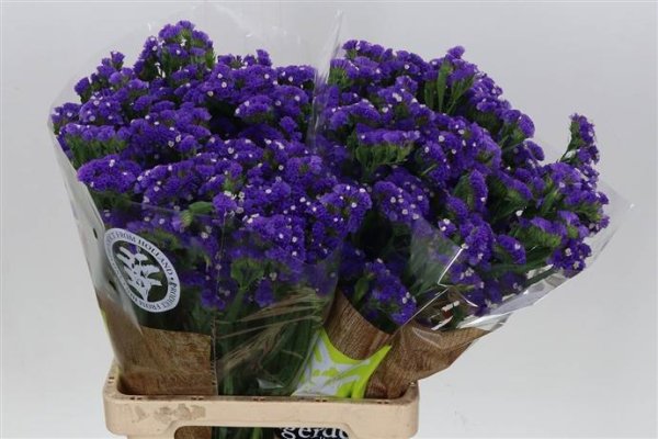 Limonium (Statice) - Blue