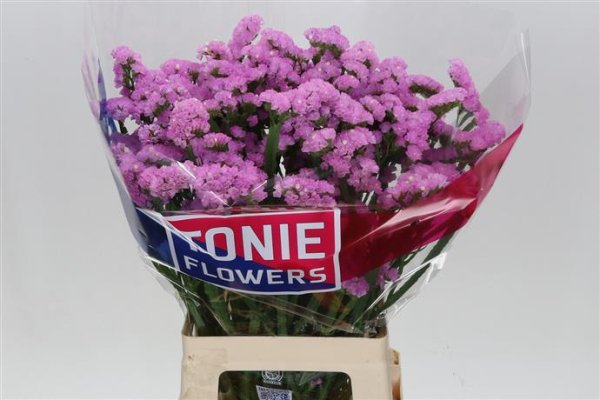 Limonium (Statice) - Pink