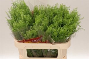 Lepidium (Thalspie)