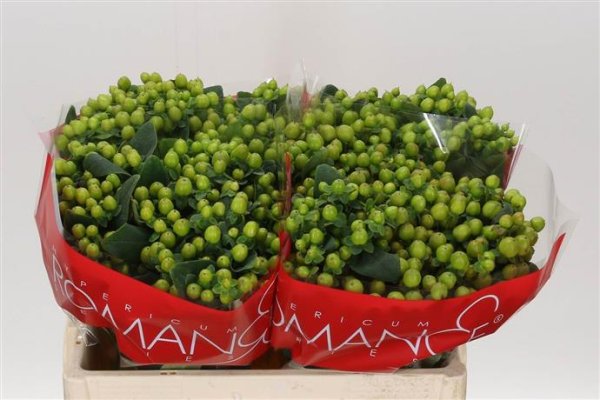 Hypericum Hypericum
