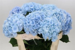 Hydrangea - Blue