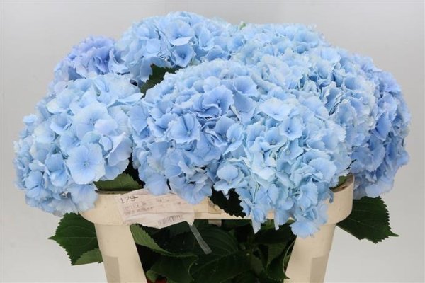 Hydrangea Hydrangea