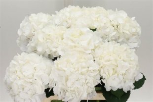 Hydrangea - White
