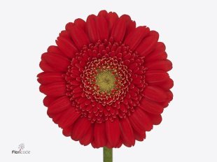 Germini - Red
