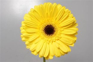Gerbera - Yellow