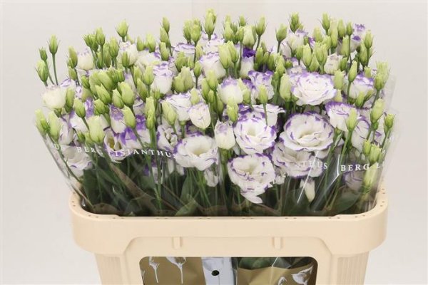 Eustoma (Lisianthus) - Two Tone Purple/White