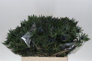 Eryngium (Thistle) - Blue