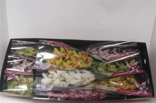 Cymbidium - Mixed