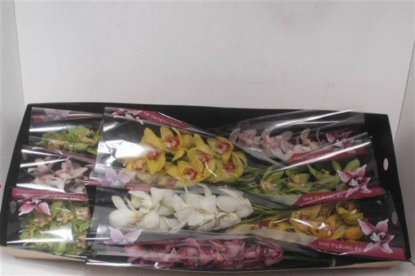 Cymbidium - Mixed
