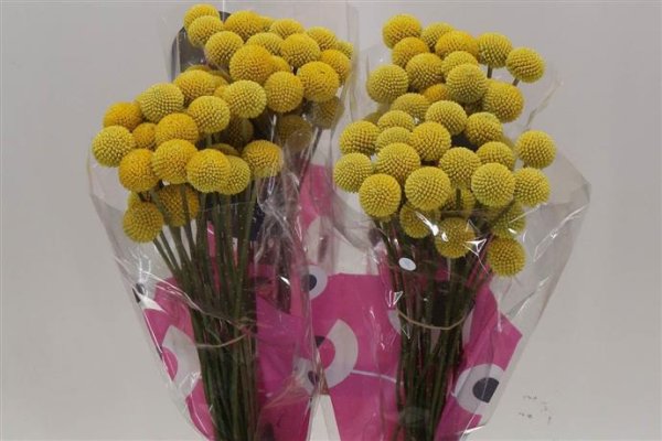 Craspedia - Yellow