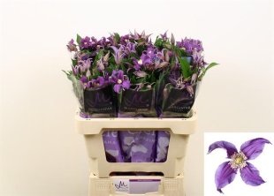 Clematis - Purple