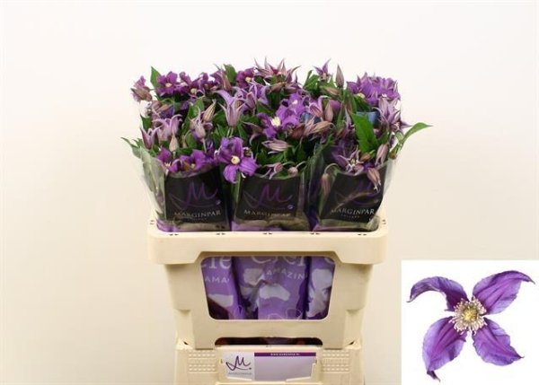 Clematis - Purple
