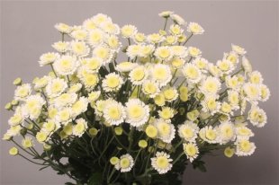 Chrysanthemum Spray - Stallion - White