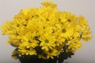 Chrysanthemum Spray - Celebrate - Yellow
