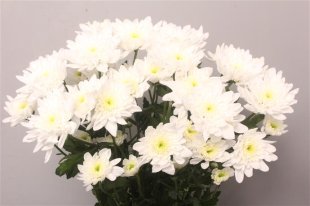 Chrysanthemum Spray - Bonita - White