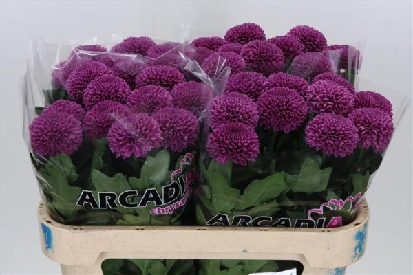 Chrysanthemum Bloom - Gustav - Purple