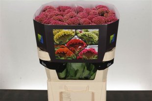 Celosia - Pink