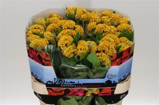 Celosia - Yellow