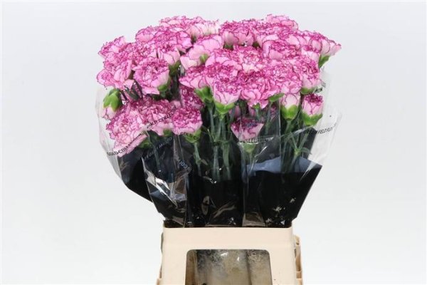 Carnations Carnations